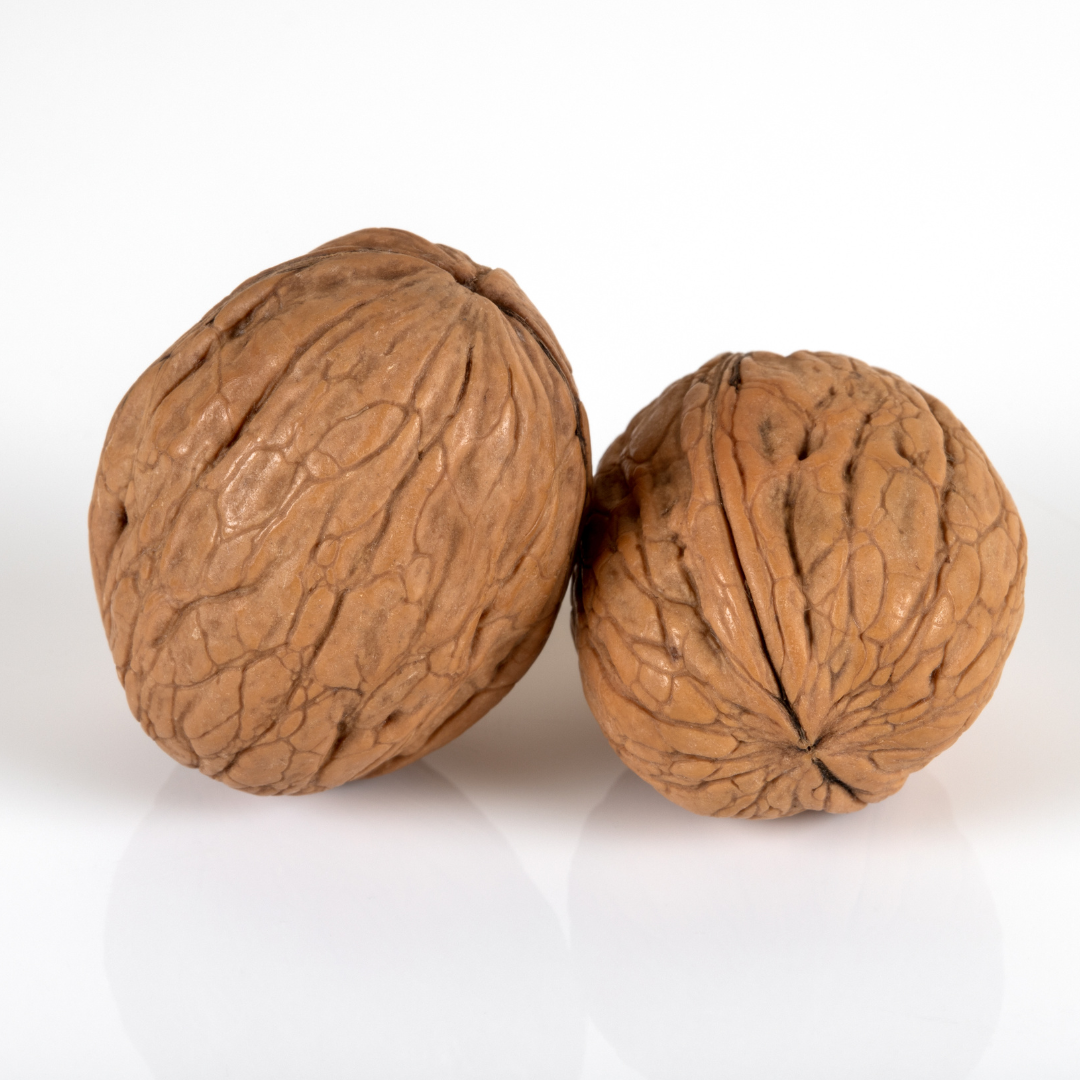 Walnut with Shell