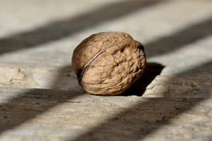 Walnut with Shell