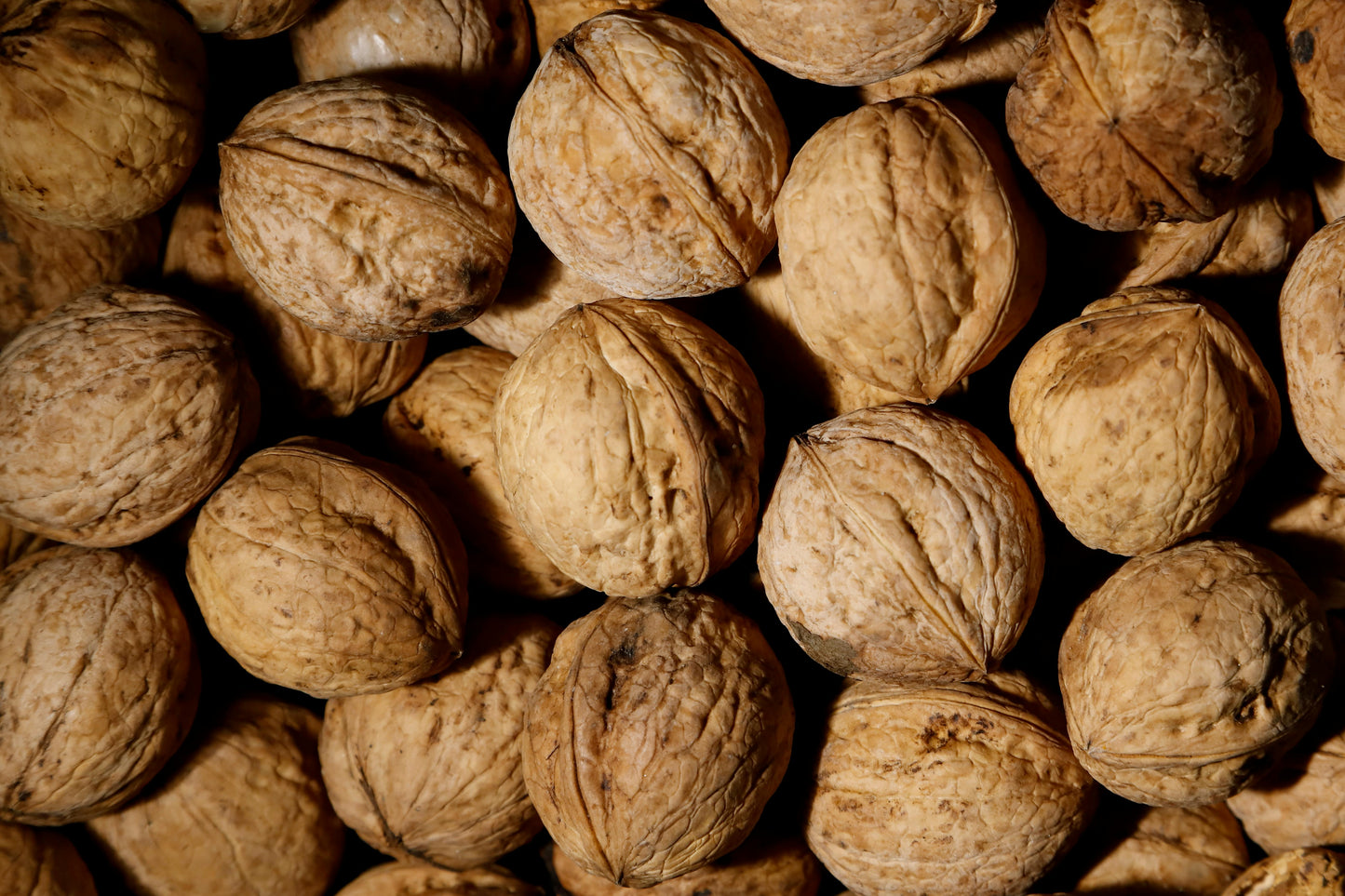 Walnut with Shell